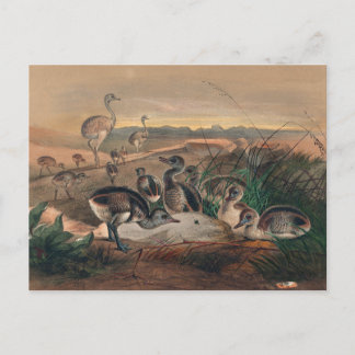 Die amerikanische Rhea von Joseph Wolf Postkarte