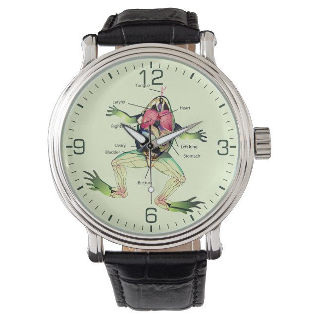 Die Anatomie des Frosches Armbanduhr (Vorderseite)