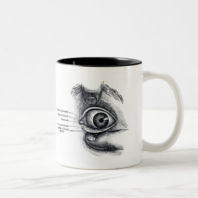 Die Anatomie des Graus - Augapfel Zweifarbige Tasse (Rechts)
