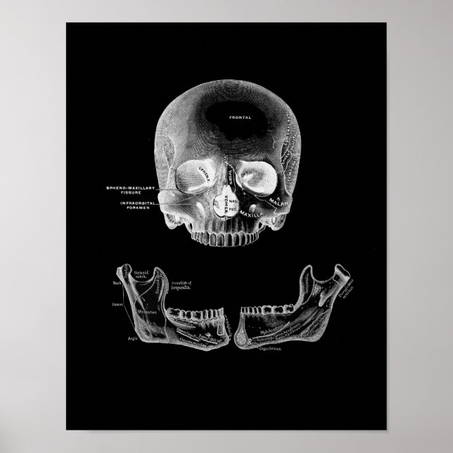 Die Anatomie des menschlichen Schädels und der Kie Poster (Vorne)