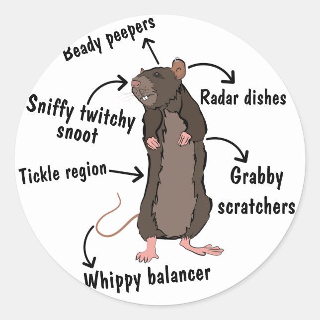 Die Anatomie einer Ratte Runder Aufkleber (Vorderseite)