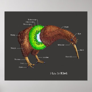Die Anatomie eines Kiwi Poster
