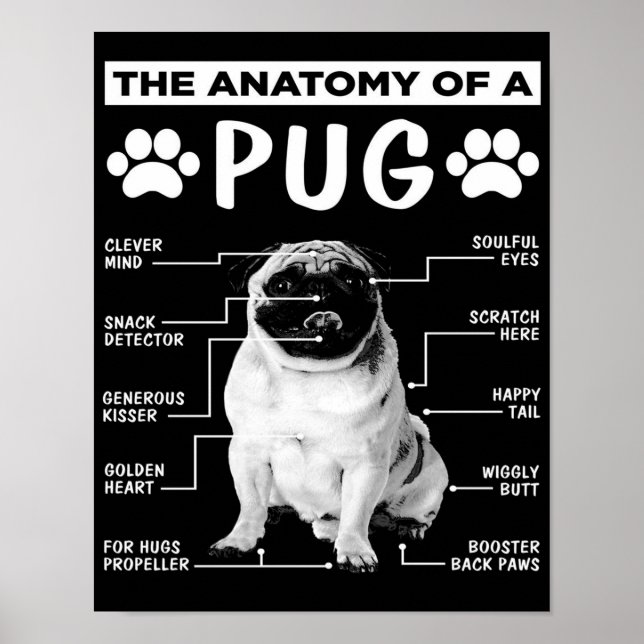 Die Anatomie eines Mops-Haustiers Poster (Vorne)