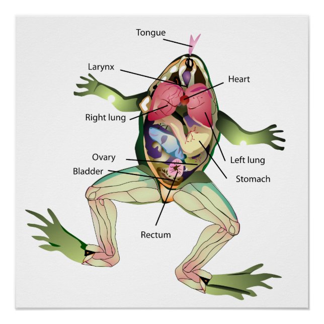 Die anatomische Grafik des Frosches Poster (Vorderseite)