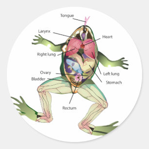Die anatomische Grafik des Frosches Runder Aufkleber
