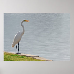 "Die Ansicht des Reihers " Poster