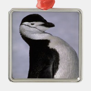 Die Antarktis. Chinstrap Pinguin Silbernes Ornament