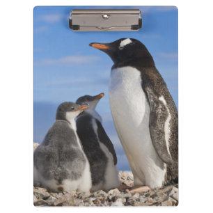 Die Antarktis, Neko Bucht (Hafen). Gentoo Pinguin Klemmbrett