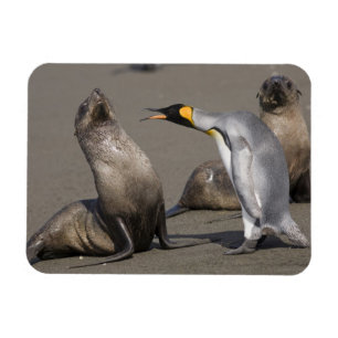 Die Antarktis, Südgeorgia-Insel (Großbritannien) Magnet