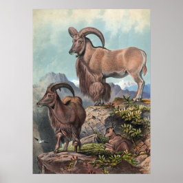 Die Aoudad von Joseph Wolf Poster