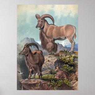 Die Aoudad von Joseph Wolf Poster
