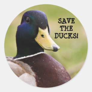 Die Aufkleber für die Enten gerettet