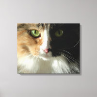 Die Augen der Katze