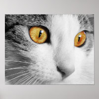 Die Augen der Katze