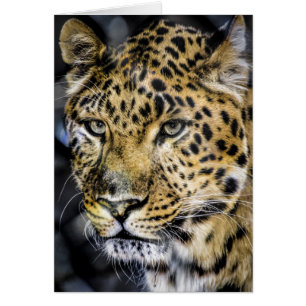 Die Augen eines Leoparden