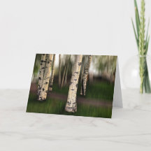 Die Augen von Aspen sind auf uns