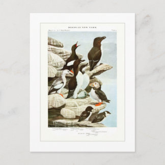 Die Auks Postkarte