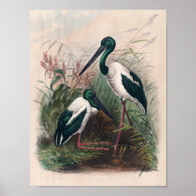 Die australische Mykterie von Joseph Wolf Poster (Vorne)