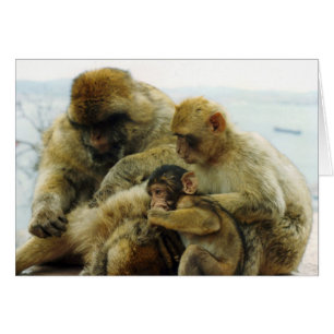Die barbary-Affen