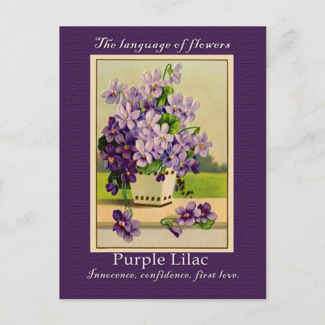 Die Bedeutung der Lilac Postkarte (Vorderseite)