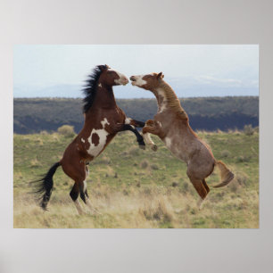 Die Bekämpfung der Hengste, die Steengebirge, Oreg Poster