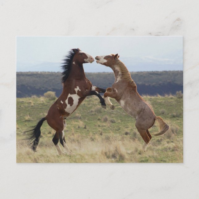 Die Bekämpfung der Hengste, die Steengebirge, Oreg Postkarte (Vorderseite)