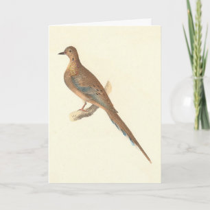 Die beklagende Taube (Carolina Turtle Dove) NY Vög Karte