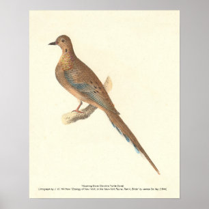 Die beklagende Taube (Carolina Turtle Dove) NY Vög Poster