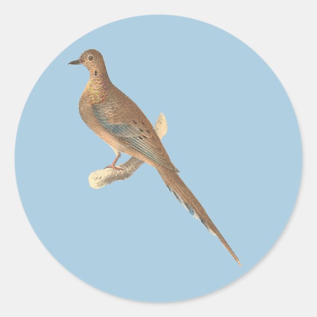 Die beklagende Taube (Carolina Turtle Dove) NY Vög Runder Aufkleber (Vorderseite)