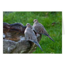 "Die beklagende Taube" - Kunstkarte