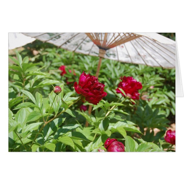 Die Belles (Vorderseite (Horizontal))