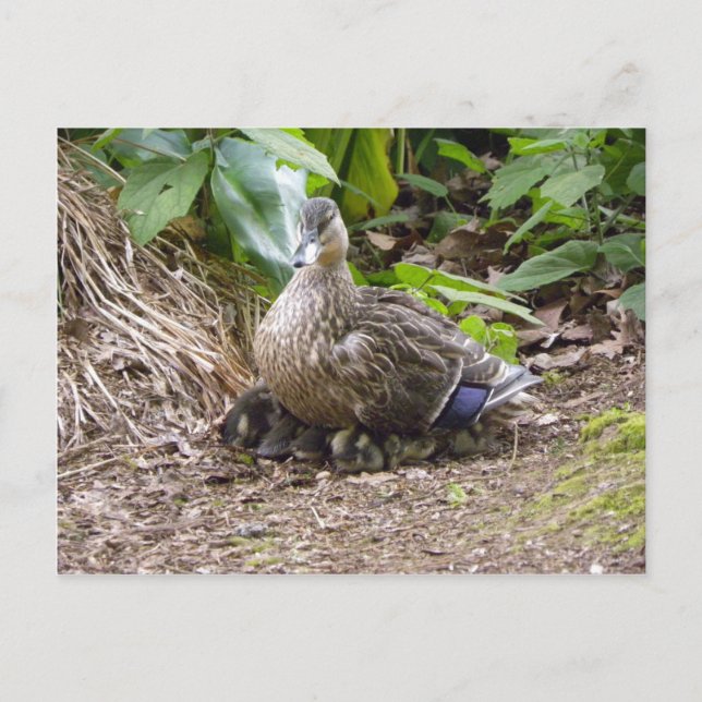 Die beste Mutter der Welt Postkarte (Vorderseite)