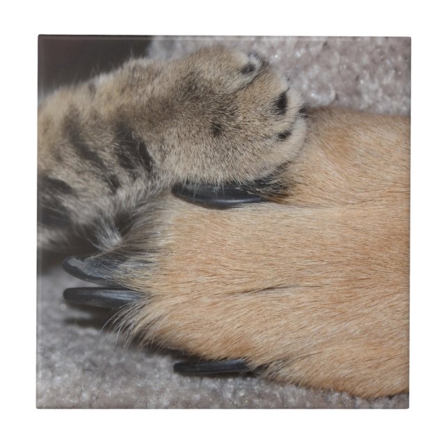 Die besten Freunde für immer von Shirley Taylor Fliese (Vorderseite)