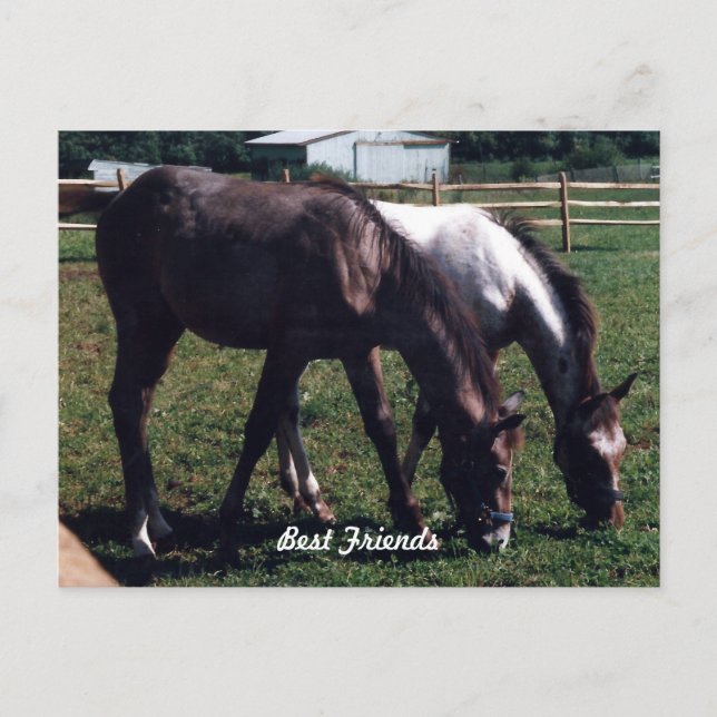 Die besten Freunde Postkarte (Vorderseite)