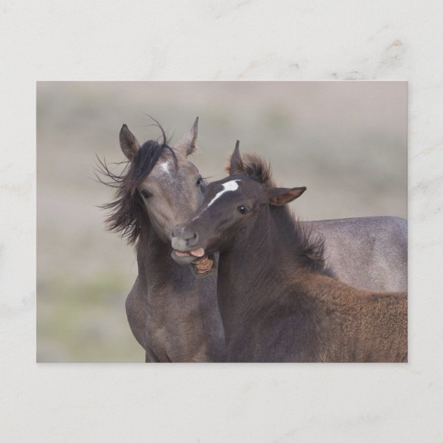 Die besten Freunde Postkarte (Vorderseite)
