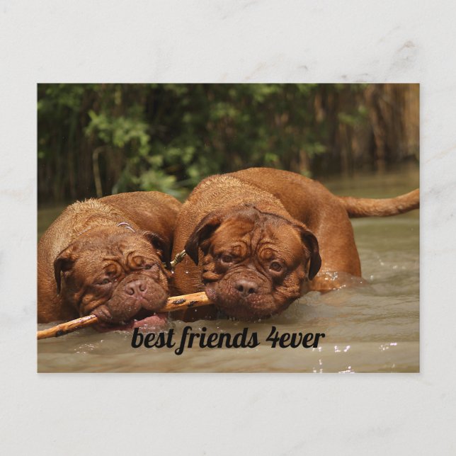 Die besten Freunde Postkarte (Vorderseite)