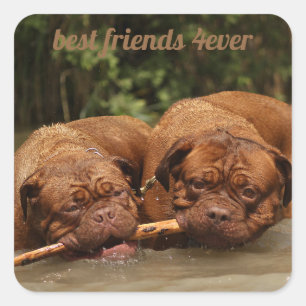 Die besten Freunde Quadratischer Aufkleber