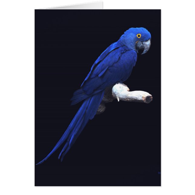 Die blaue Schönheit (Vorne)