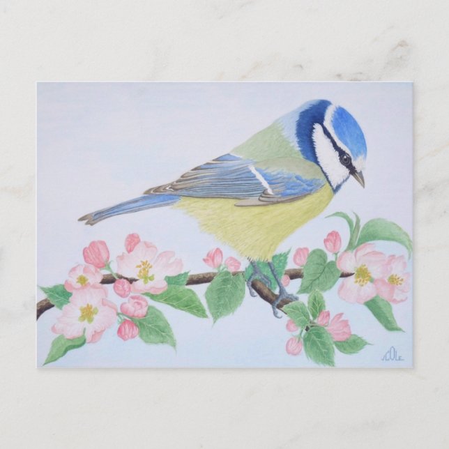 Die blauen Tits im Frühling Postkarte (Vorderseite)