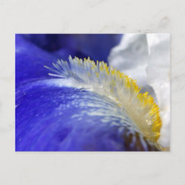 Die Blues singen! Postkarte