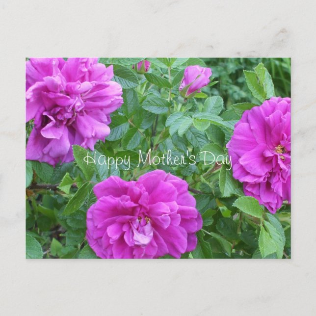 Die Blume der Mutter sind tagrosa Postkarte (Vorderseite)