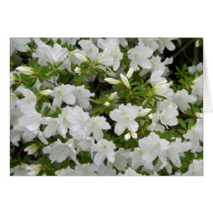 Die Blume der weißen Azalea Bush im Jeder Anlass B