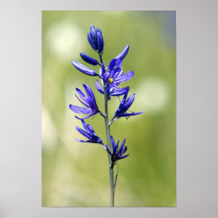 Die Blüte einer Camas-Lilie in Valley County, Poster