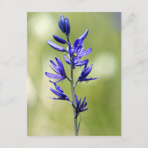 Die Blüte einer Camas-Lilie in Valley County, Postkarte