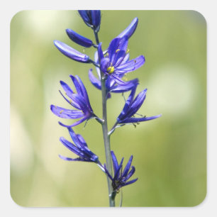 Die Blüte einer Camas-Lilie in Valley County, Quadratischer Aufkleber