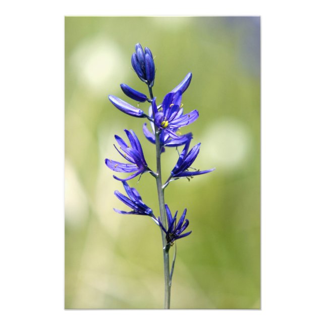 Die Blüte einer Kamellilie im Landkreis Valley, Fotodruck (Vorne)