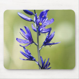 Die Blüte einer Kamellilie im Landkreis Valley, Mousepad