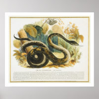 Die Boa Constrictor, pädagogische Illustrationsstä