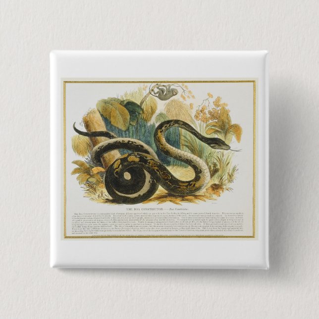 Die Boa constrictor, pädagogischer Illustration Button (Vorderseite)