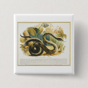 Die Boa constrictor, pädagogischer Illustration Button